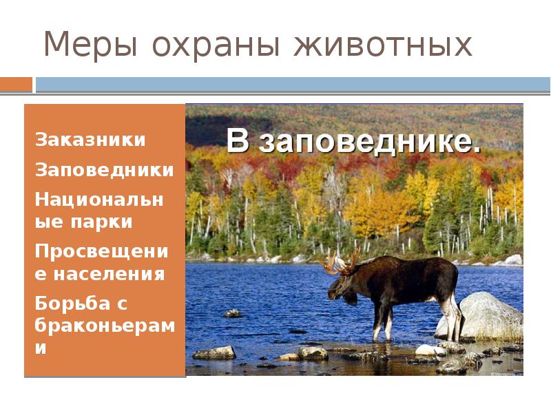 Меры по охране животных. Виды животных подлежащих охране в заповедниках. какие охраняемые животные вам известны. заказники животные охраняемые читать.