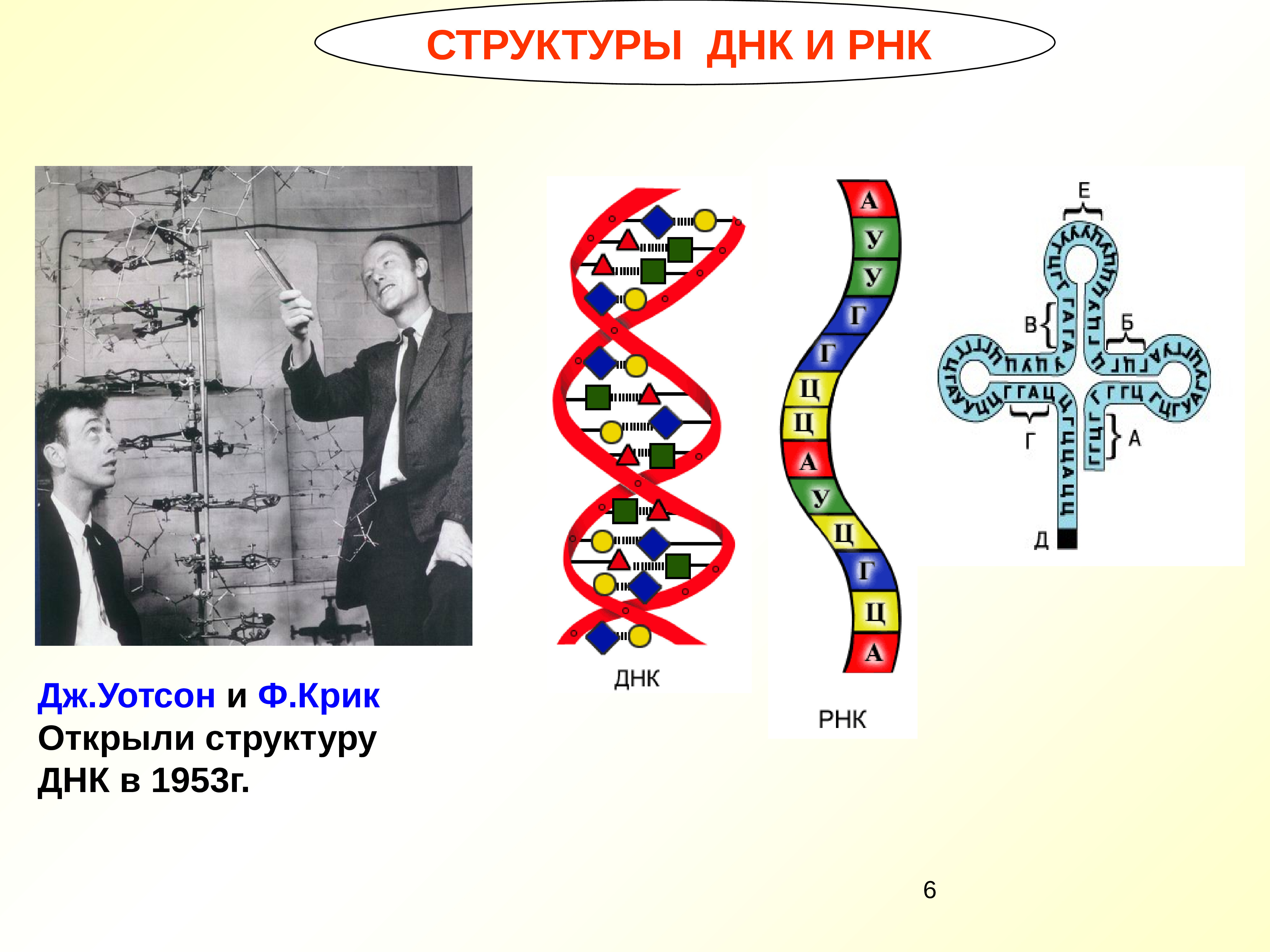 Открытие структуры днк презентация