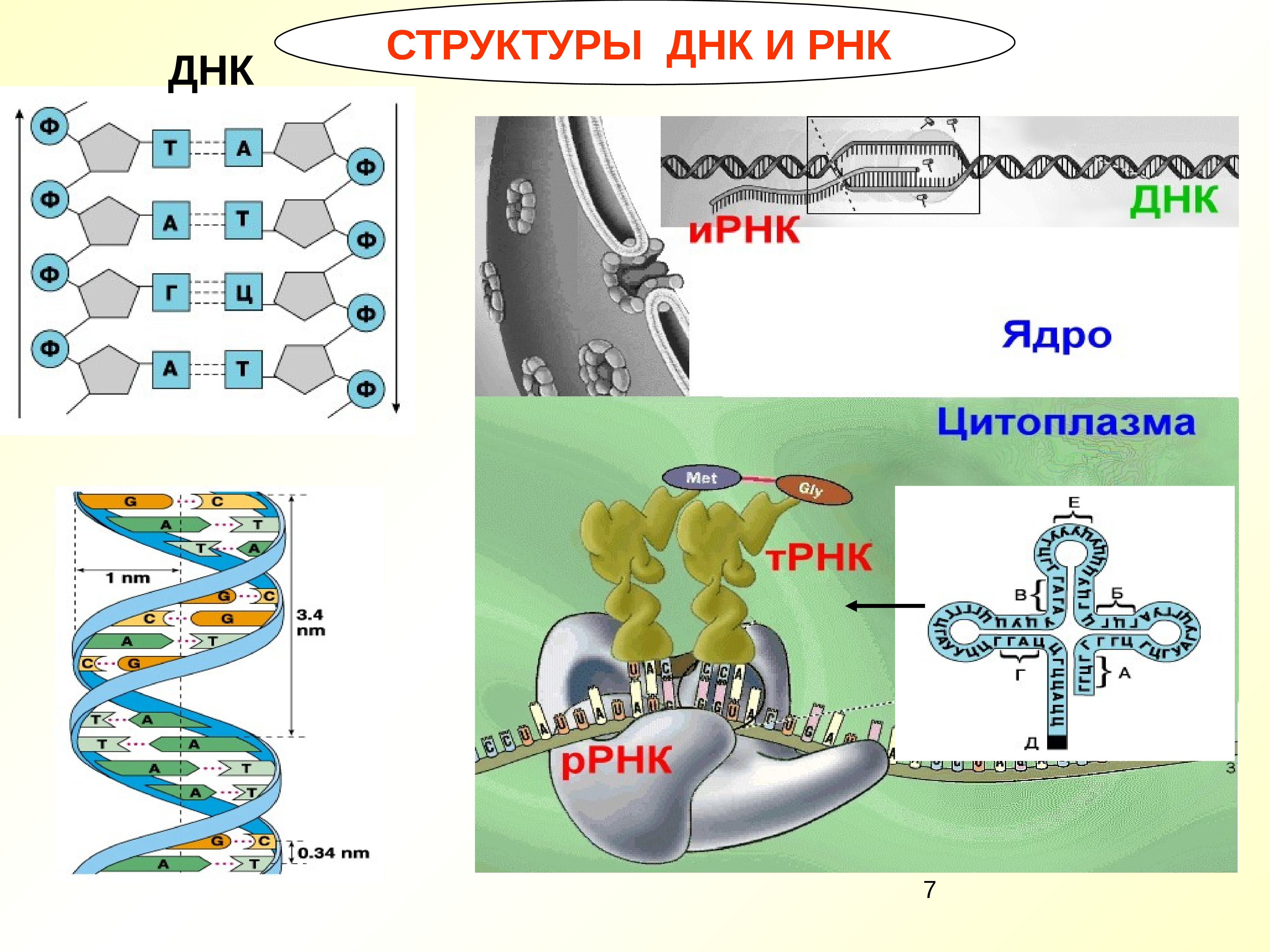 Цепочка рнк. ДНК И РНК. Строение ДНК И РНК. Схема строения ДНК И РНК. Молекулы информационной РНК.