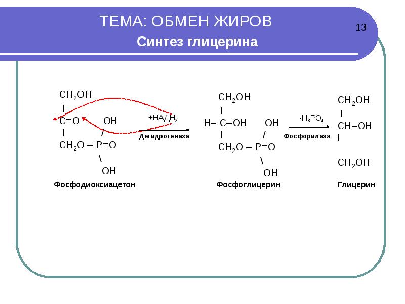 Презентация на тему обмен жиров