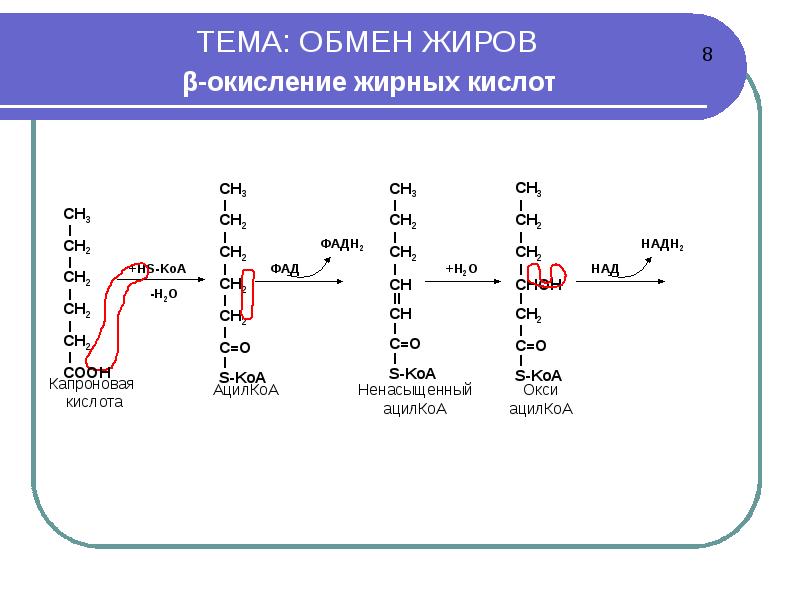 Обмен жиров презентация. Обмен жиров схема. Обмен жиров. Окисление жиров какой обмен.