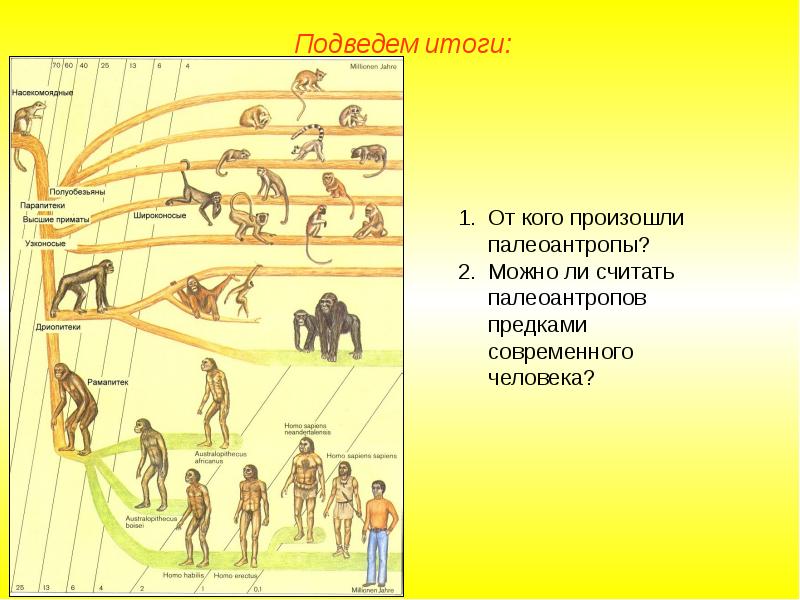 Схема появления человека