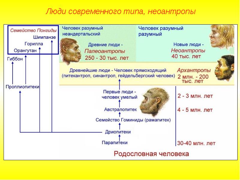 Древнейшие люди таблица. Гоминиды дриопитеки. Схема эволюции семейства гоминид. Эволюция человека таблица гоминид. Гоминиды представители.
