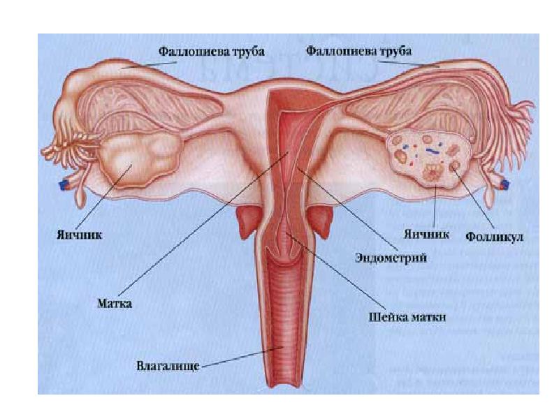 Анатомия матки рисунок