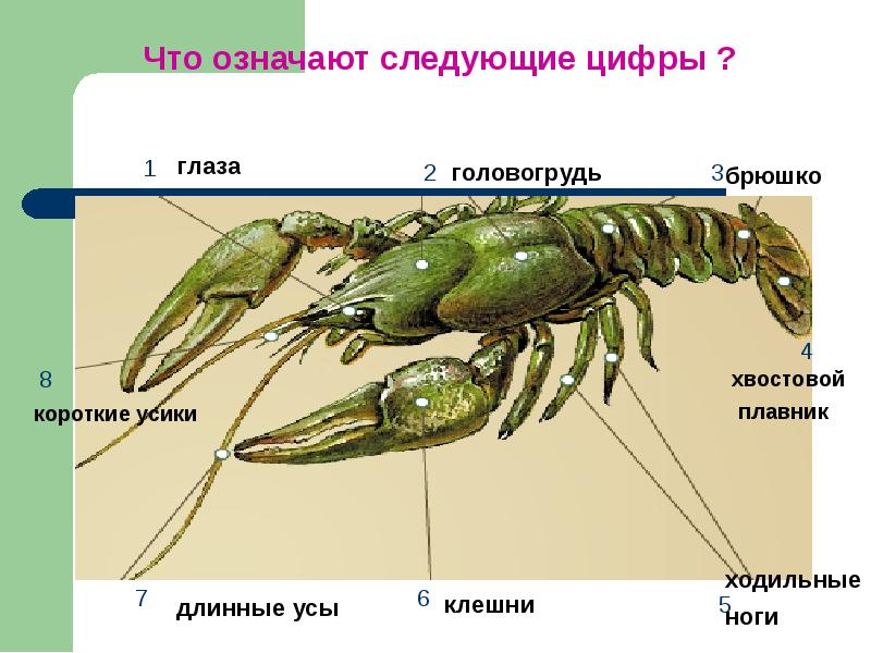 Класс ракообразные презентация