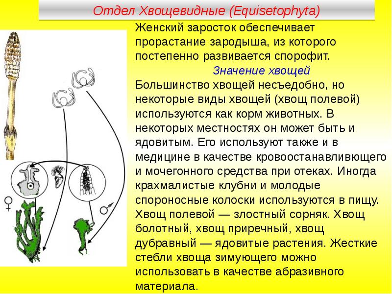 Биология 7 класс хвощи презентация 7 класс