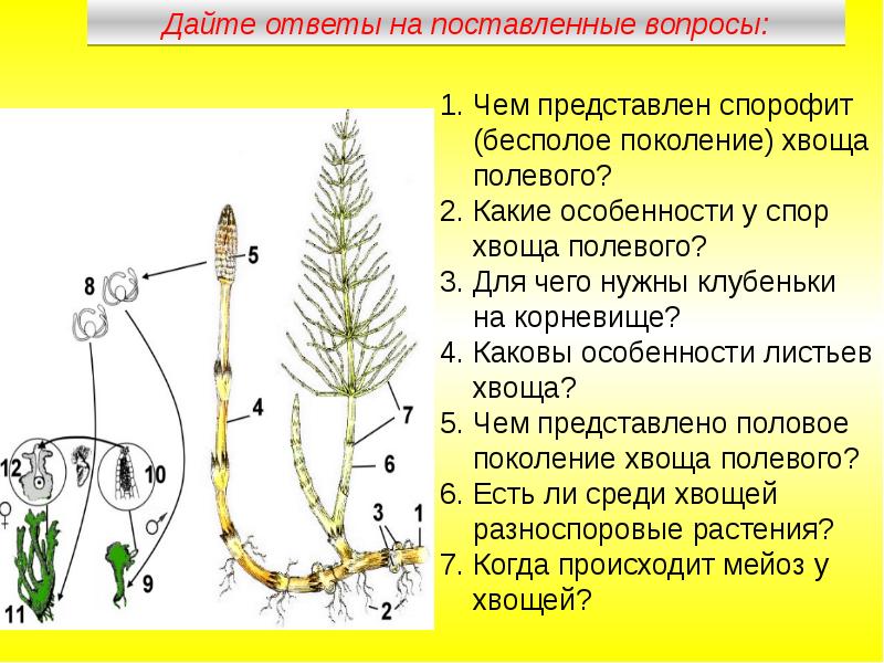 Отдел хвощевидные презентация