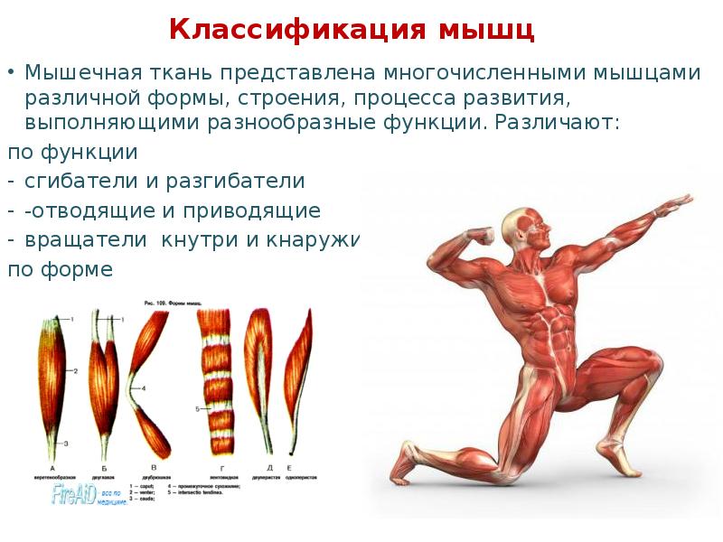 Мышцы система органов. Мышечная система классификация мышц. Классификация скелетных мышц анатомия. Классификация мышц по форме строению и функции и расположение. Классификация мышц схема.