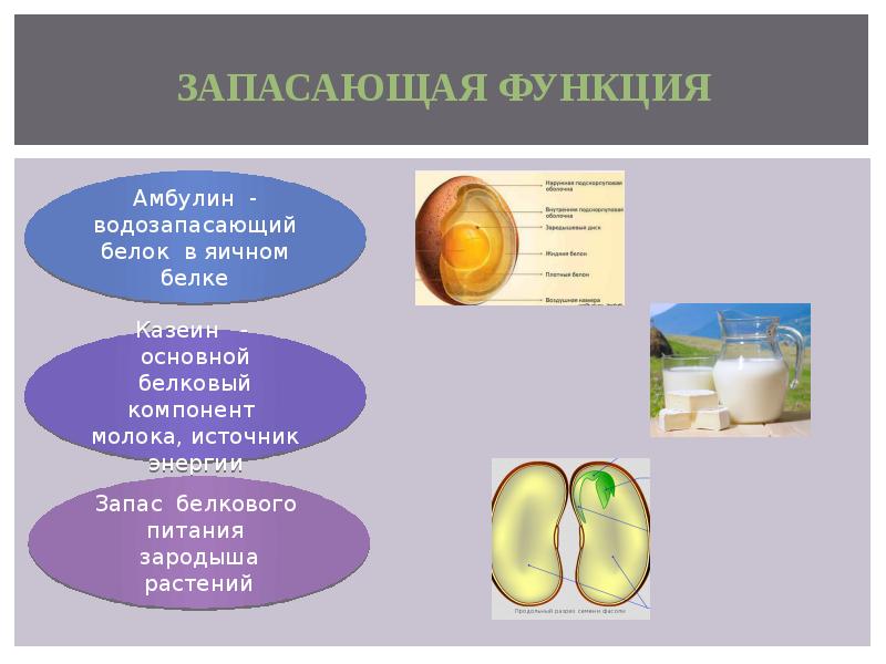 Запасающая функция белков примеры