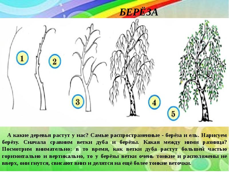 Как нарисовать березу легко для детей