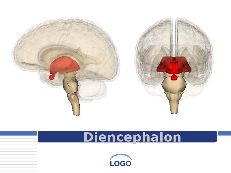 Diencephalon Diencephalon