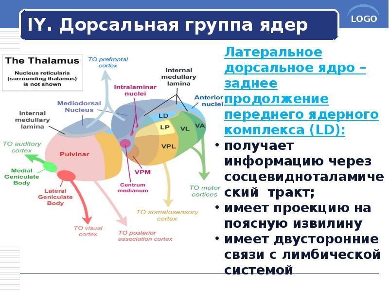 IY. Дорсальная группа ядер IY. Дорсальная группа ядер