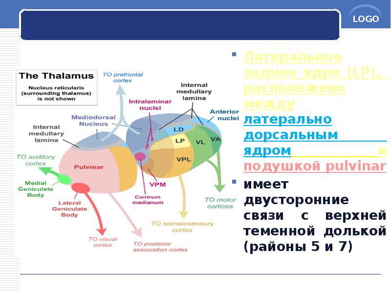 Латеральное заднее ядро (LP), расположено между латерально дорсальным ядром и подушкой Латеральное заднее ядро (LP), расположено между латерально дорсальным ядром и подушкой