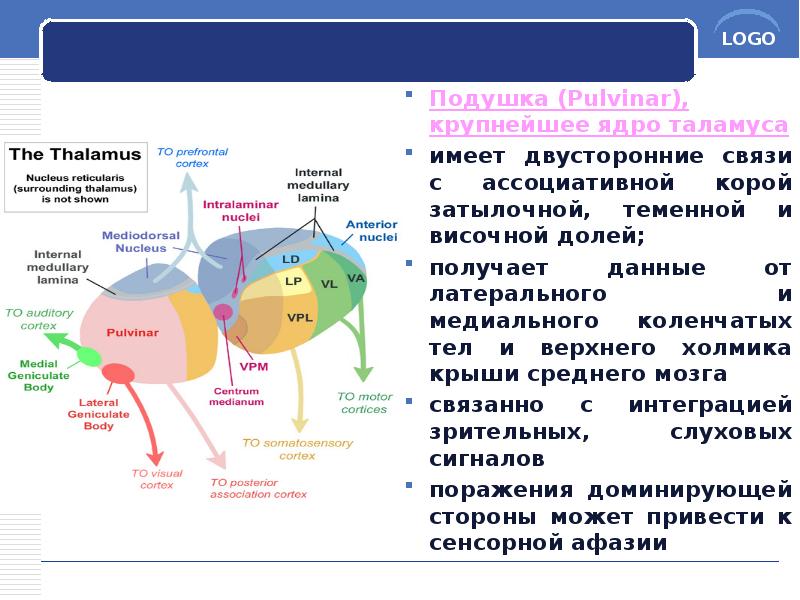 Подушка (Pulvinar), крупнейшее ядро таламуса
Подушка (Pulvinar), крупнейшее ядро таламуса
имеет Подушка (Pulvinar), крупнейшее ядро таламуса
Подушка (Pulvinar), крупнейшее ядро таламуса
имеет