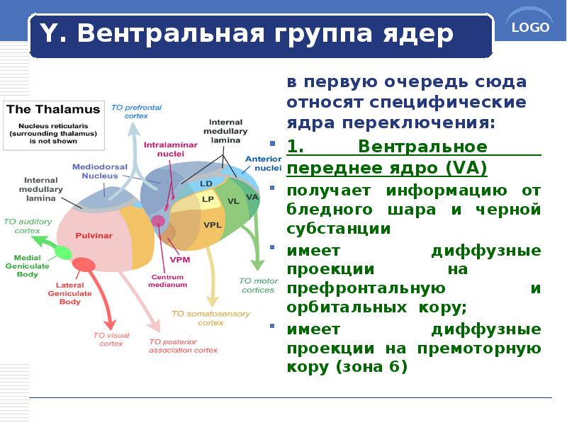 Y. Вентральная группа ядер
в первую очередь сюда относят специфические Y. Вентральная группа ядер
в первую очередь сюда относят специфические