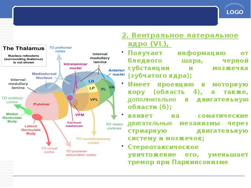 2. Вентральное латеральное ядро (VL),
2. Вентральное латеральное ядро (VL), 2. Вентральное латеральное ядро (VL),
2. Вентральное латеральное ядро (VL),