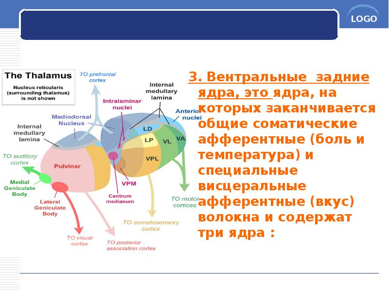 3. Вентральные задние ядра, это ядра, на которых заканчивается общие соматические 3. Вентральные задние ядра, это ядра, на которых заканчивается общие соматические