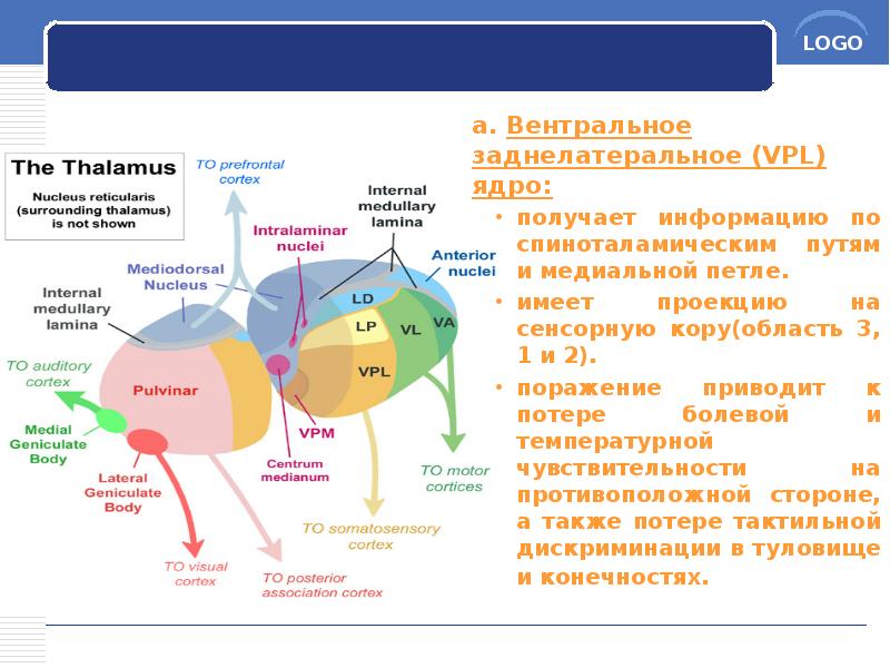 a. Вентральное заднелатеральное (VPL) ядро:
a. Вентральное заднелатеральное (VPL) ядро:
получает a. Вентральное заднелатеральное (VPL) ядро:
a. Вентральное заднелатеральное (VPL) ядро:
получает