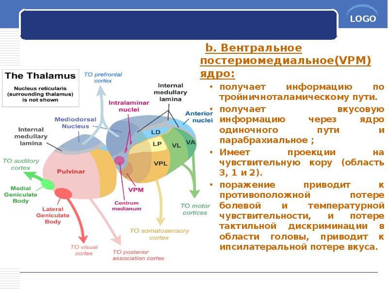 b. Вентральное постериомедиальное(VPM) ядро:
b. Вентральное постериомедиальное(VPM) ядро:
получает b. Вентральное постериомедиальное(VPM) ядро:
b. Вентральное постериомедиальное(VPM) ядро:
получает