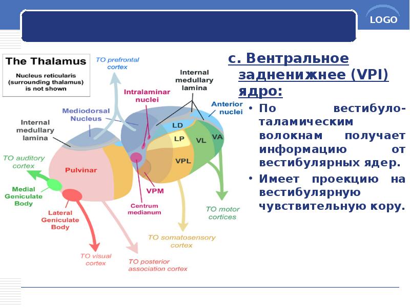 c. Вентральное задненижнее (VPI) ядро:
c. Вентральное задненижнее (VPI) ядро:
По c. Вентральное задненижнее (VPI) ядро:
c. Вентральное задненижнее (VPI) ядро:
По