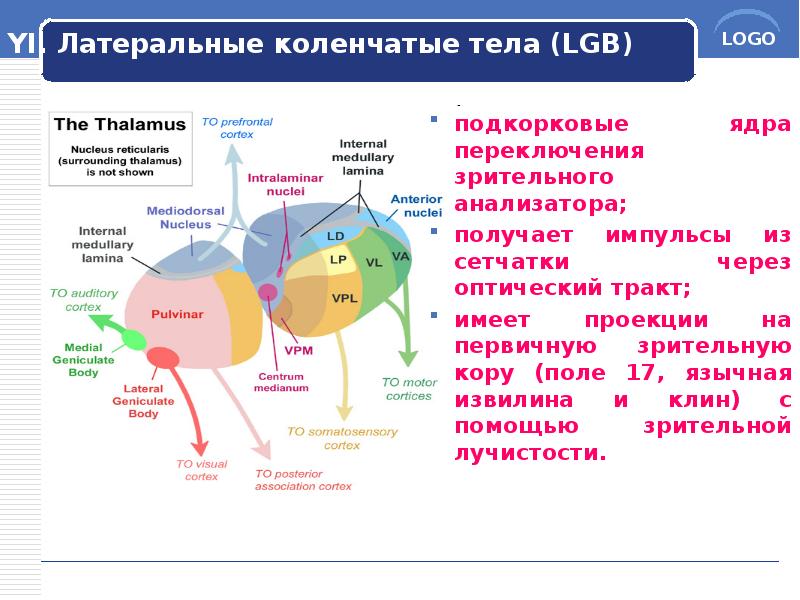 YI. Латеральные коленчатые тела (LGB)
подкорковые ядра переключения зрительного анализатора;
YI. Латеральные коленчатые тела (LGB)
подкорковые ядра переключения зрительного анализатора;