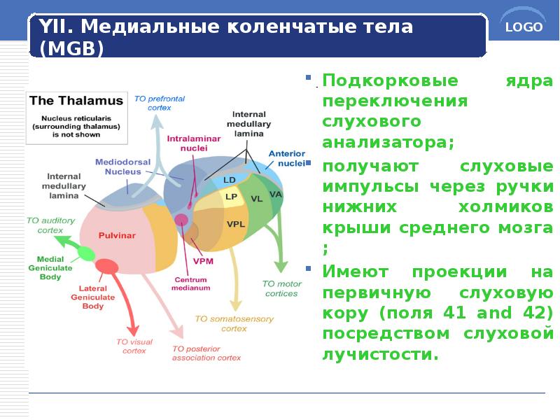 YII. Медиальные коленчатые тела (MGB)
Подкорковые ядра переключения слухового анализатора;
получают YII. Медиальные коленчатые тела (MGB)
Подкорковые ядра переключения слухового анализатора;
получают