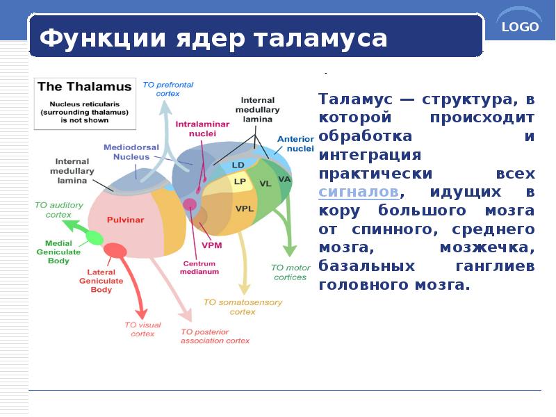 Схема ядер таламуса