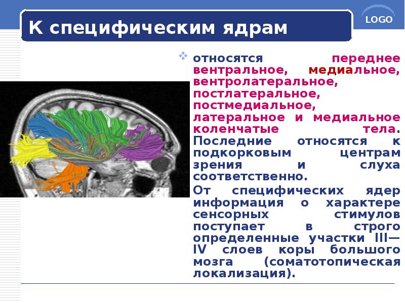 К специфическим ядрам
относятся переднее вентральное, медиальное, вентролатеральное, постлатеральное, постмедиальное, латеральное К специфическим ядрам
относятся переднее вентральное, медиальное, вентролатеральное, постлатеральное, постмедиальное, латеральное