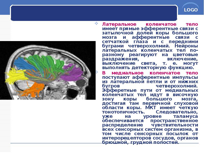 Латеральное коленчатое тело имеет прямые эфферентные связи с затылочной долей коры Латеральное коленчатое тело имеет прямые эфферентные связи с затылочной долей коры