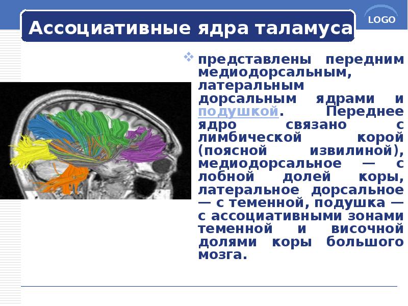 Ассоциативные ядра таламуса
представлены передним медиодорсальным, латеральным дорсальным ядрами и подушкой. Ассоциативные ядра таламуса
представлены передним медиодорсальным, латеральным дорсальным ядрами и подушкой.