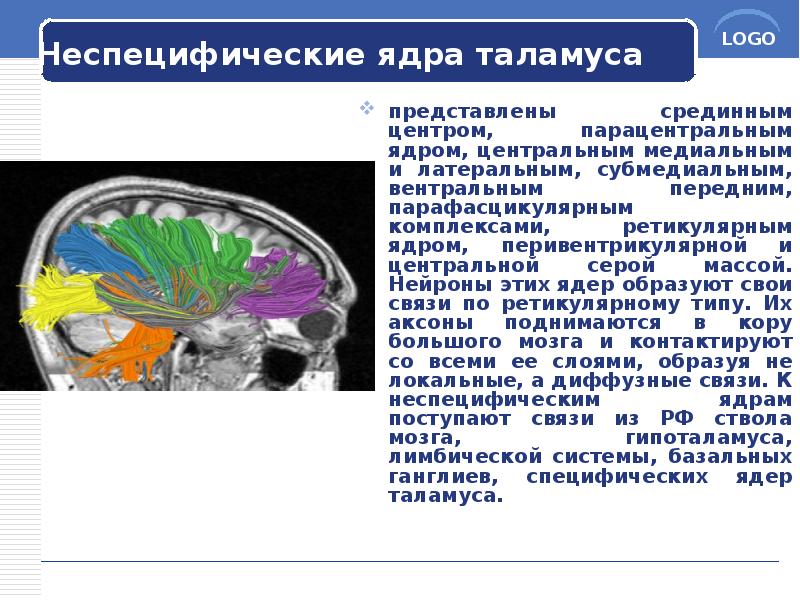Неспецифические ядра таламуса
представлены срединным центром, парацентральным ядром, центральным медиальным и Неспецифические ядра таламуса
представлены срединным центром, парацентральным ядром, центральным медиальным и