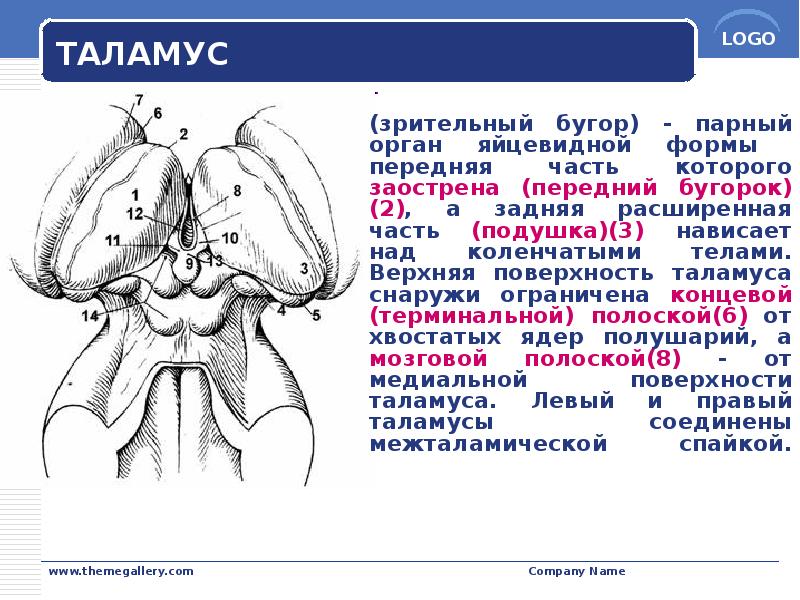 ТАЛАМУС
(зрительный бугор) - парный орган яйцевидной формы передняя часть которого ТАЛАМУС
(зрительный бугор) - парный орган яйцевидной формы передняя часть которого