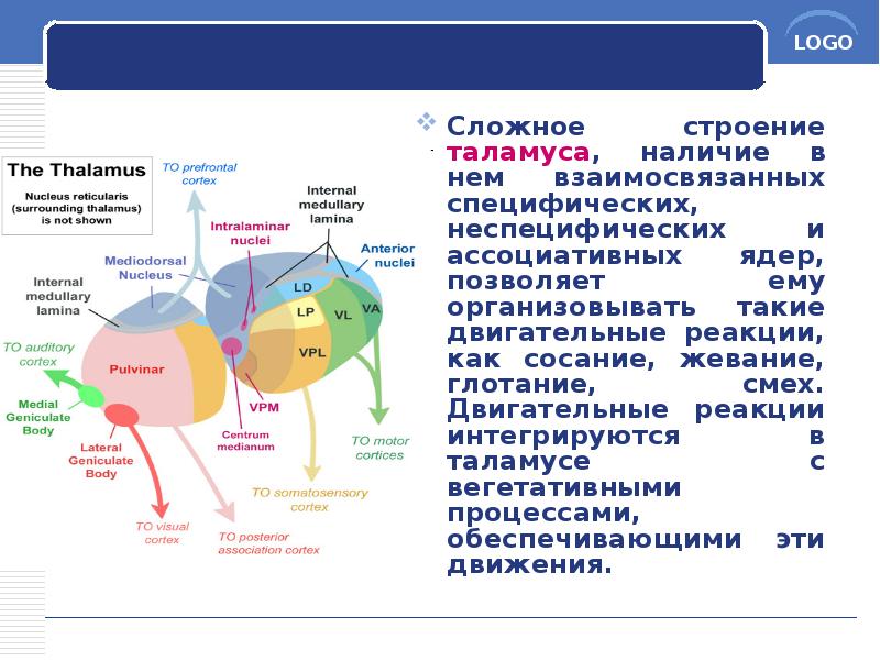 Сложное строение таламуса, наличие в нем взаимосвязанных специфических, неспецифических и ассоциативных Сложное строение таламуса, наличие в нем взаимосвязанных специфических, неспецифических и ассоциативных