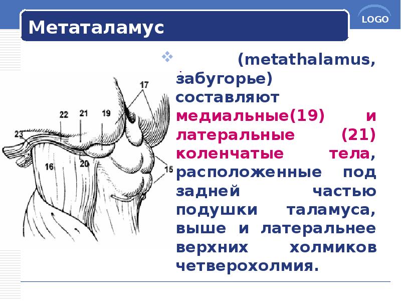 Метаталамус
(metathalamus, забугорье) составляют медиальные(19) и латеральные (21) коленчатые тела, Метаталамус
(metathalamus, забугорье) составляют медиальные(19) и латеральные (21) коленчатые тела,