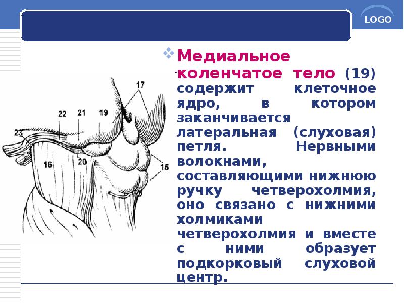 Медиальное коленчатое тело (19) содержит клеточное ядро, в котором заканчивается латеральная Медиальное коленчатое тело (19) содержит клеточное ядро, в котором заканчивается латеральная