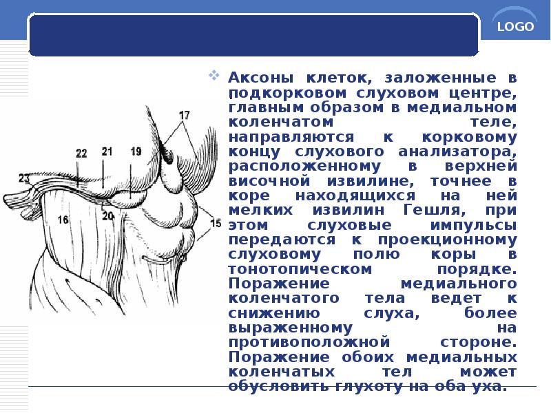 Аксоны клеток, заложенные в подкорковом слуховом центре, главным образом в медиальном Аксоны клеток, заложенные в подкорковом слуховом центре, главным образом в медиальном