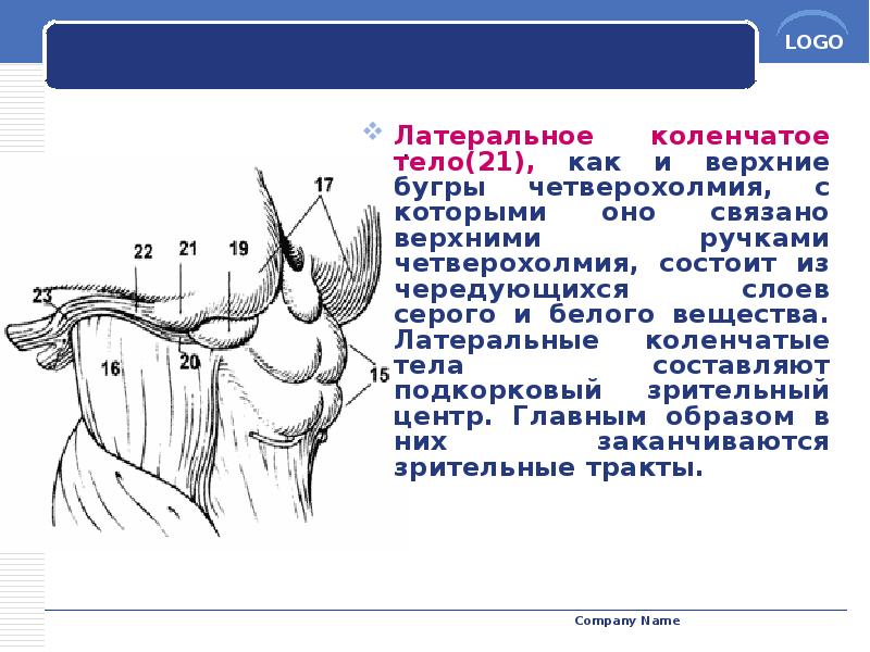 Латеральное коленчатое тело(21), как и верхние бугры четверохолмия, с которыми оно Латеральное коленчатое тело(21), как и верхние бугры четверохолмия, с которыми оно