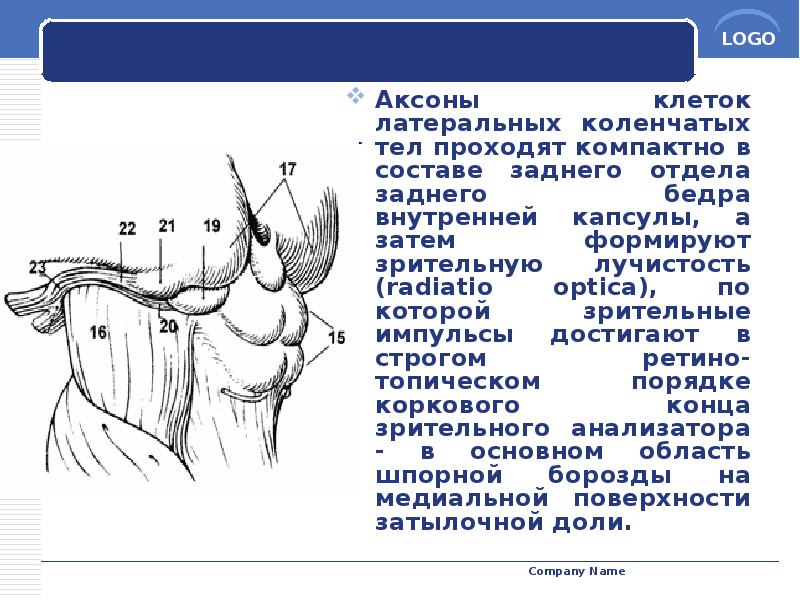 Аксоны клеток латеральных коленчатых тел проходят компактно в составе заднего отдела Аксоны клеток латеральных коленчатых тел проходят компактно в составе заднего отдела