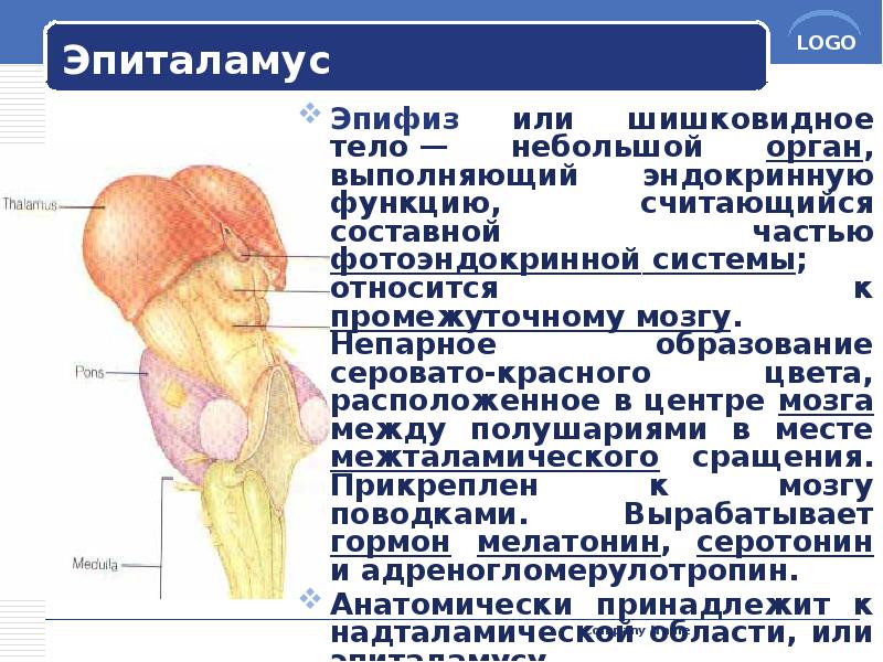 Эпиталамус
Эпифиз или шишковидное тело — небольшой орган, выполняющий эндокринную функцию, считающийся Эпиталамус
Эпифиз или шишковидное тело — небольшой орган, выполняющий эндокринную функцию, считающийся