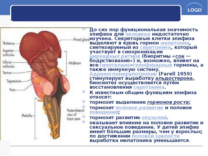 До сих пор функциональная значимость эпифиза для человека недостаточно изучена. Секреторные До сих пор функциональная значимость эпифиза для человека недостаточно изучена. Секреторные