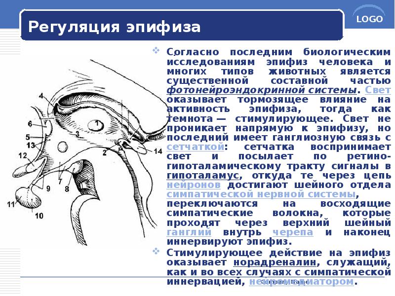 Регуляция эпифиза
Согласно последним биологическим исследованиям эпифиз человека и многих типов Регуляция эпифиза
Согласно последним биологическим исследованиям эпифиз человека и многих типов