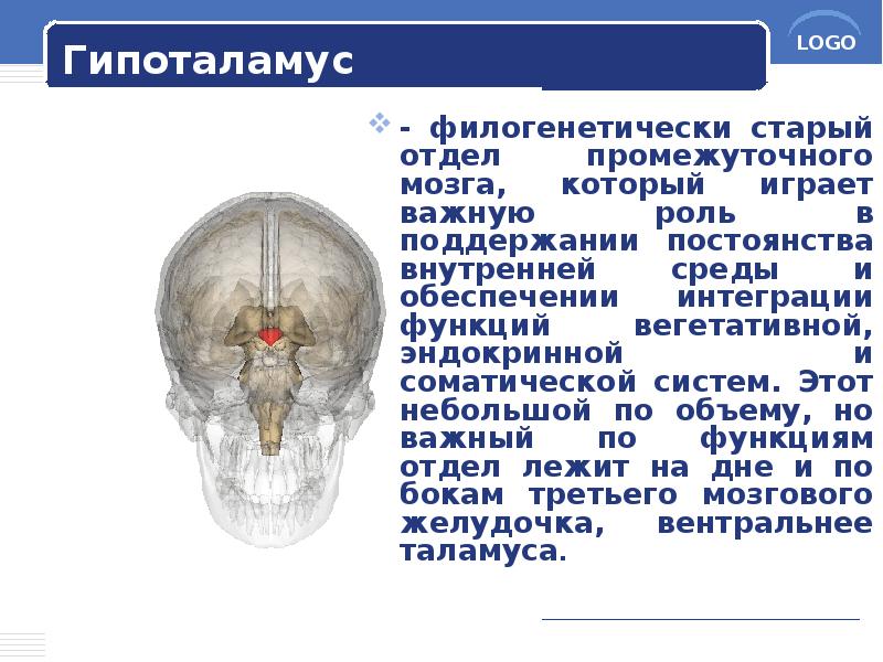 Гипоталамус
- филогенетически старый отдел промежуточного мозга, который играет важную роль Гипоталамус
- филогенетически старый отдел промежуточного мозга, который играет важную роль