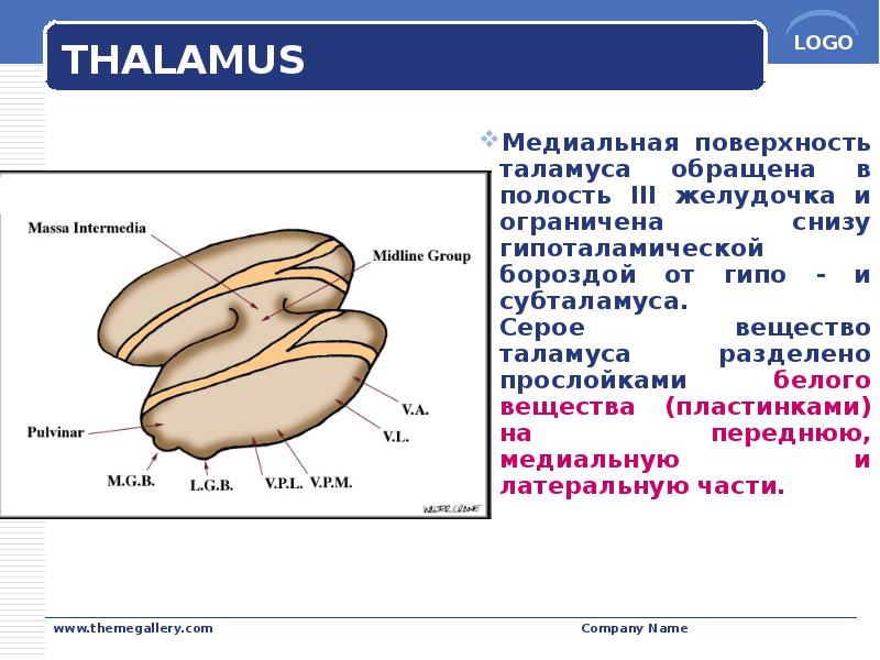 THALAMUS THALAMUS