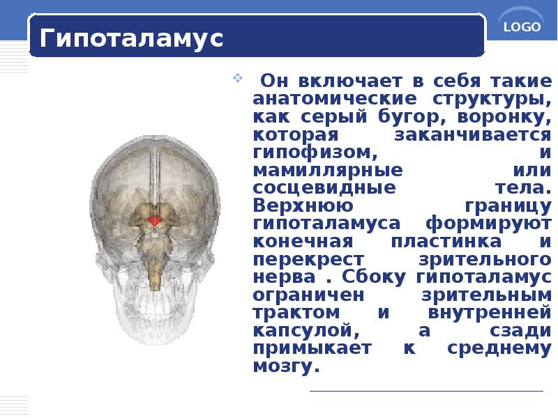 Гипоталамус
Он включает в себя такие анатомические структуры, как серый Гипоталамус
Он включает в себя такие анатомические структуры, как серый