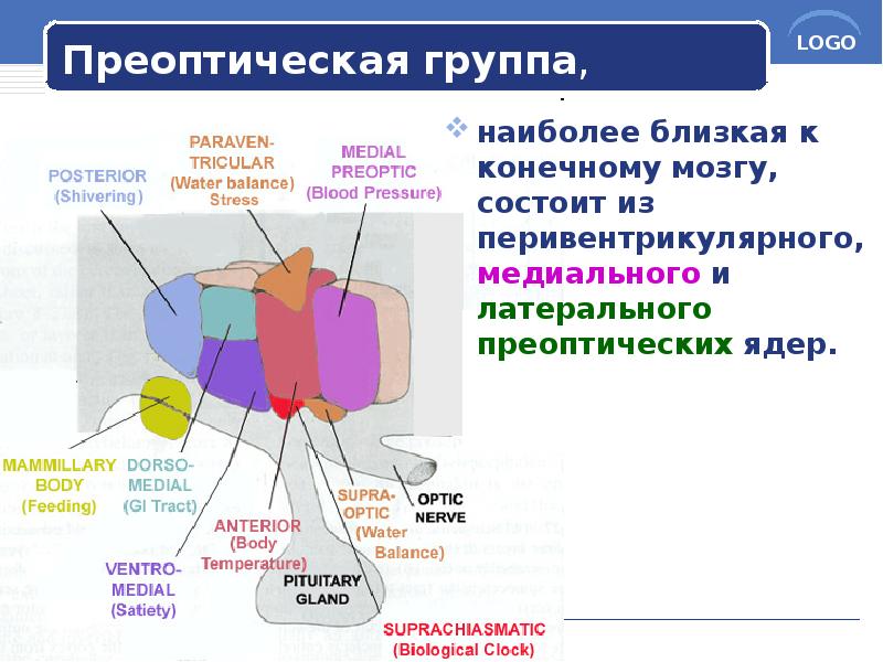 Преоптическая группа,
наиболее близкая к конечному мозгу, состоит из перивентрикулярного, медиального Преоптическая группа,
наиболее близкая к конечному мозгу, состоит из перивентрикулярного, медиального