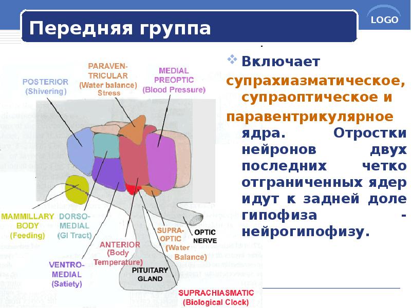 Передняя группа
Включает
супрахиазматическое, супраоптическое и
паравентрикулярное ядра. Отростки нейронов Передняя группа
Включает
супрахиазматическое, супраоптическое и
паравентрикулярное ядра. Отростки нейронов