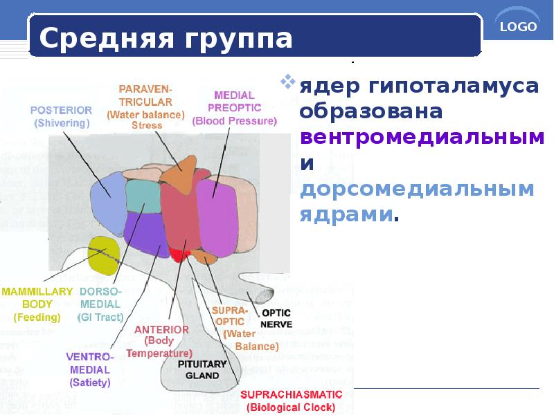 Средняя группа
ядер гипоталамуса образована вентромедиальным и дорсомедиальным ядрами. Средняя группа
ядер гипоталамуса образована вентромедиальным и дорсомедиальным ядрами.