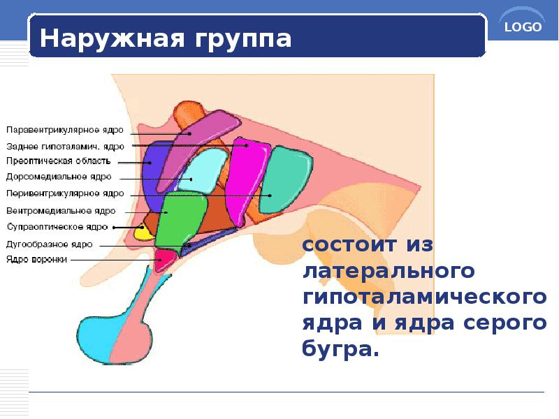 Наружная группа
состоит из латерального гипоталамического ядра и ядра серого Наружная группа
состоит из латерального гипоталамического ядра и ядра серого