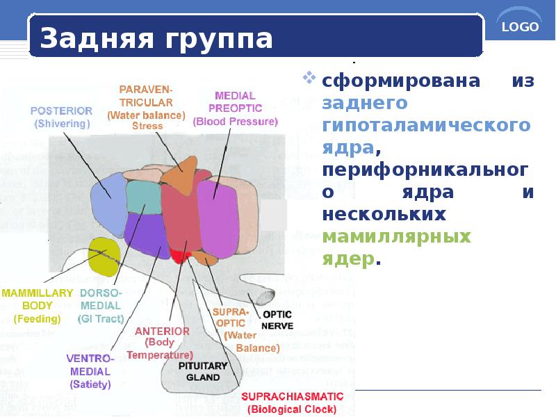 Задняя группа
сформирована из заднего гипоталамического ядра, перифорникального ядра и нескольких Задняя группа
сформирована из заднего гипоталамического ядра, перифорникального ядра и нескольких