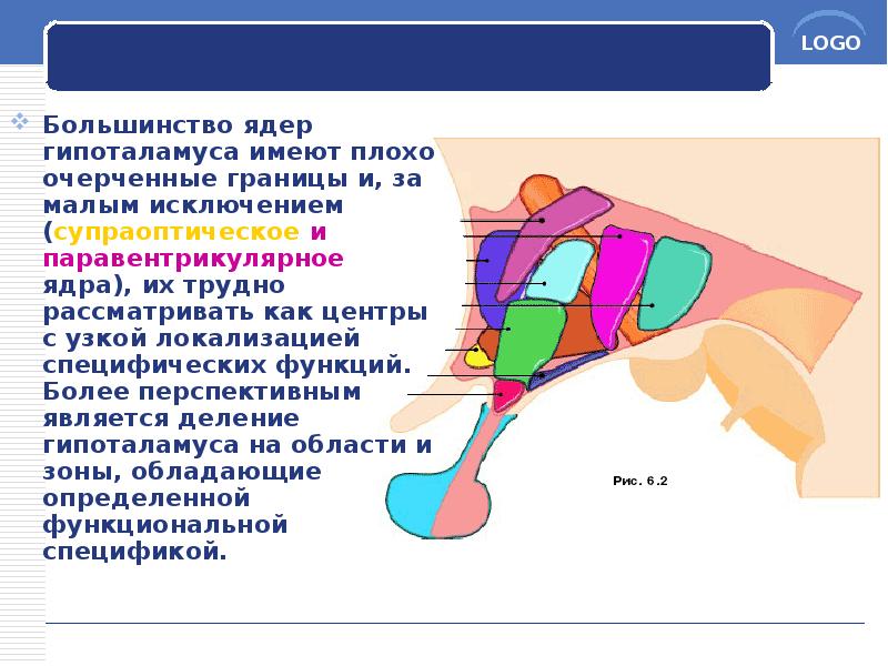 Большинство ядер гипоталамуса имеют плохо очерченные границы и, за малым исключением Большинство ядер гипоталамуса имеют плохо очерченные границы и, за малым исключением